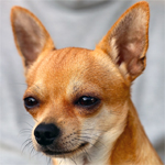 Featured image of post Hunderasse Chihuahua Charakter