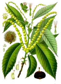 Abbildung von Ast, Blätter und Kapselfrucht der Kastanie