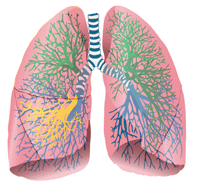 Schematische Darstellung der Lungenflgel mit dem Bronchialsystem