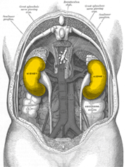 Lage der Nieren (gelb eingefrbt)