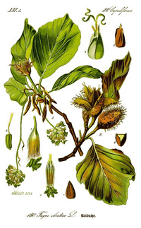 Abbildung von Blätter, Ast und Bucheckern der Rotbuche