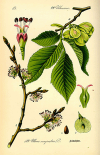 Abbildung von Blüte, Ast und Blatt der Ulme