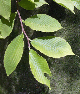 Typische Ulmenblätter