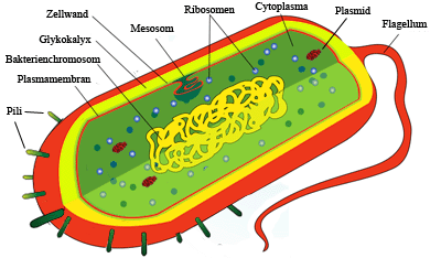 12+ Cell Labeled Diagram